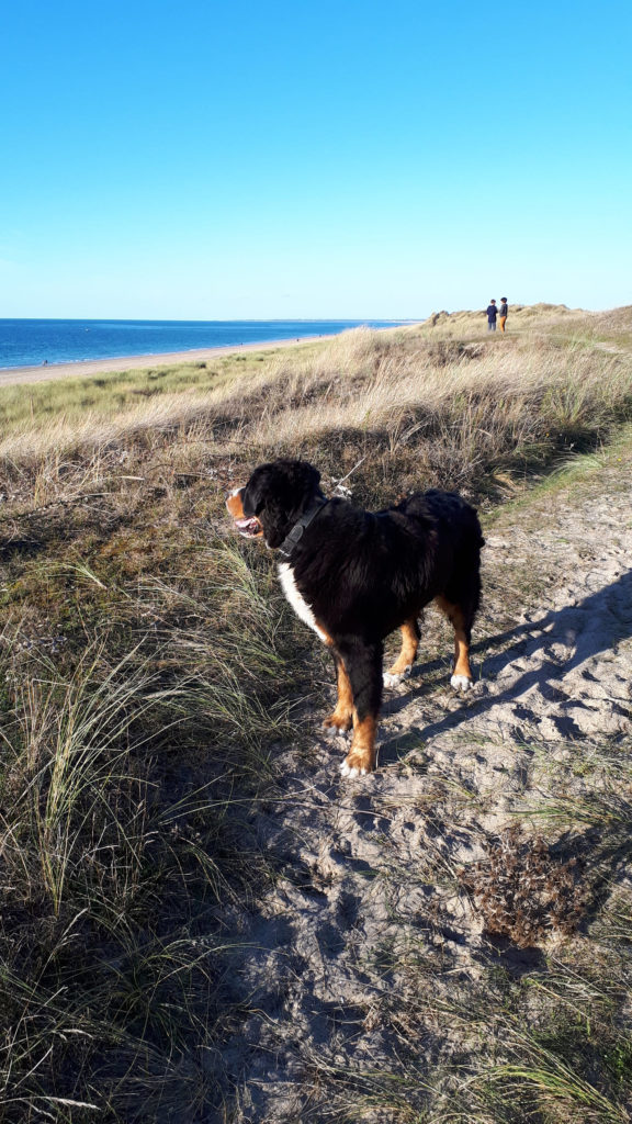 animaux plage manche