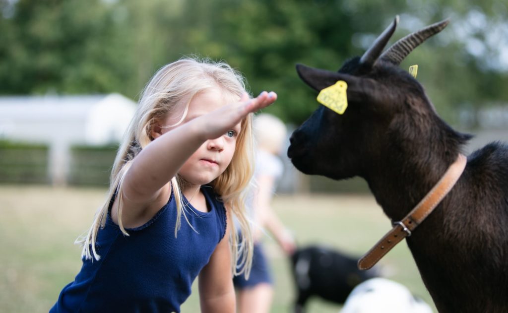 enfant caresse chèvre