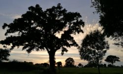 Boomhut Butterfly, een nacht slapen in de bomen met ontbijt