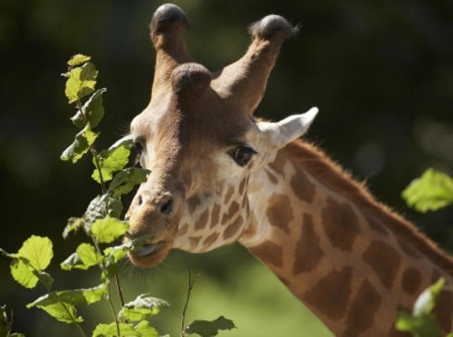 Zoo de Champrépus girafe