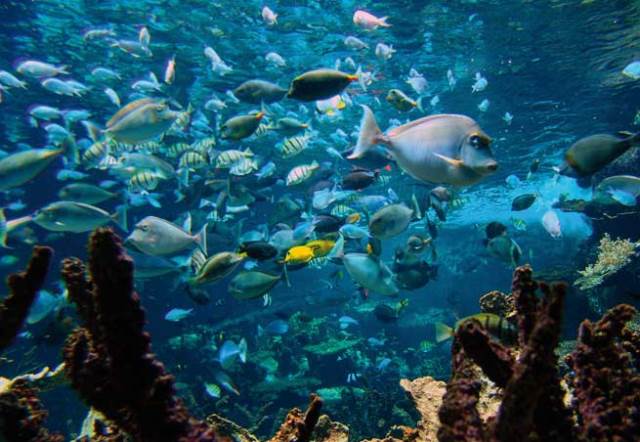 cite de la mer cherbourg Aquarium