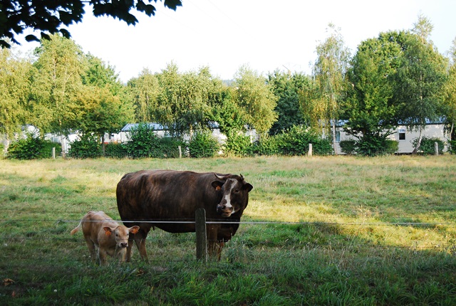 camping ferme vache