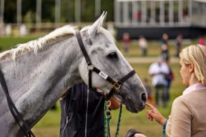 cheval de course