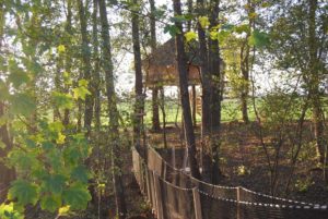 cabanes dans les arbres, foret