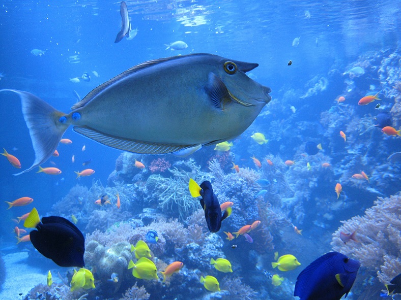 aquarium la cité de la mer cherbourg