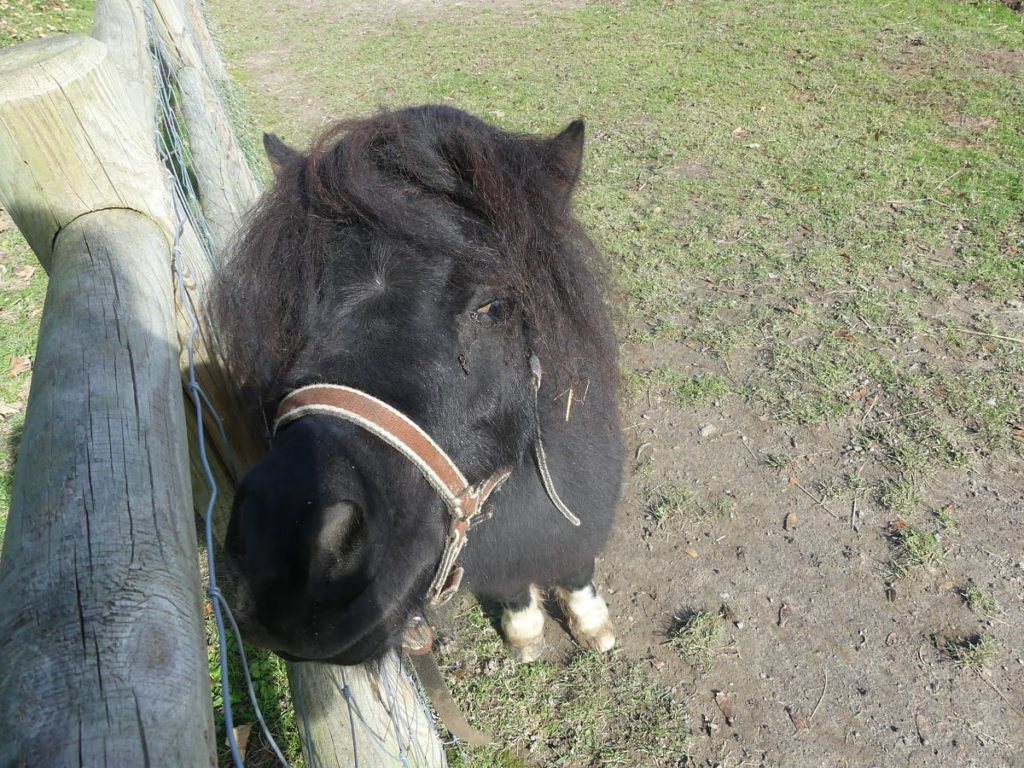 poney mini ferme