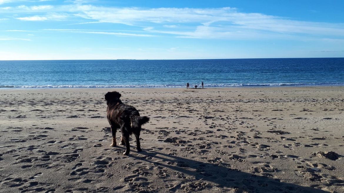 Louez un mobil home ou emplacement de camping au cœur de la baie du Mont Saint Michel dans un camping 5 étoiles « Dog-Friendly » où les chiens et chats sont acceptés… et c’est gratuit !