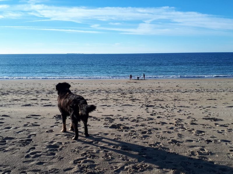 Louez un mobil home ou emplacement de camping au cœur de la baie du Mont Saint Michel dans un camping 5 étoiles « Dog-Friendly » où les chiens et chats sont acceptés… et c’est gratuit !