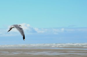 mouette au dessus de la mer Manche