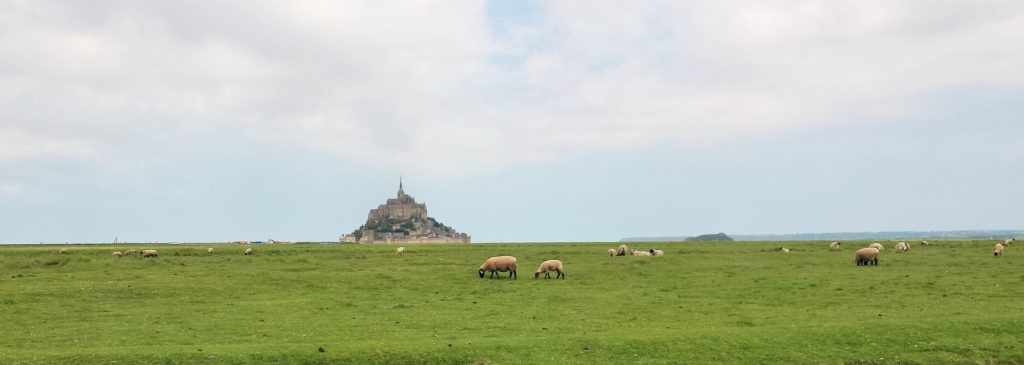 prés salés de la baie du Mont Saint Michel